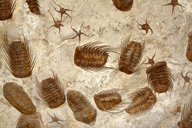 les trilobites et les étoiles de mer fossiles pétrifiés - trilobite photos et images de collection