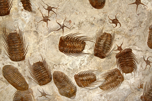 Petrified fossil starfishes and trilobites in stone