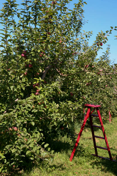 fresh apples in orchard  in october, quebec, canada. - macintosh apple imagens e fotografias de stock