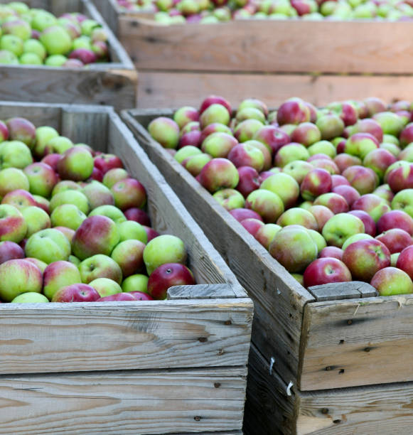 istock Fresh apples in wooden boxes in october, Quebec, Canada. 869819310