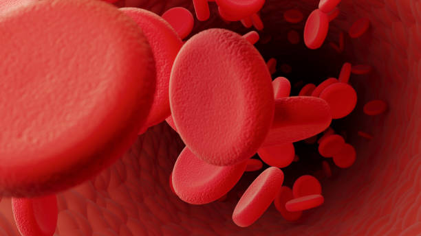 Red Blood Cells Inside A Blood Vessel Red blodd cells inside a blood vessel. Horizontal composition with selective focus. blood plasma photos stock pictures, royalty-free photos & images