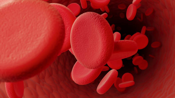 red blood cells inside a blood vessel - coágulo imagens e fotografias de stock