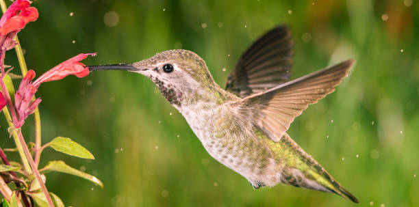 istock Hummingbird visits anise hyssop 869821860