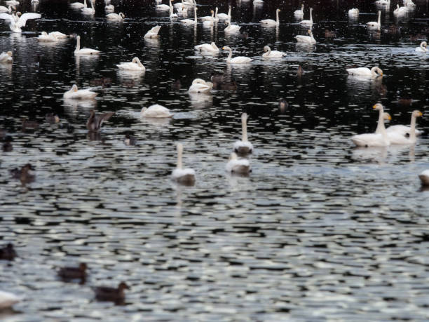 池と白鳥 - murakami ストックフォトと画像