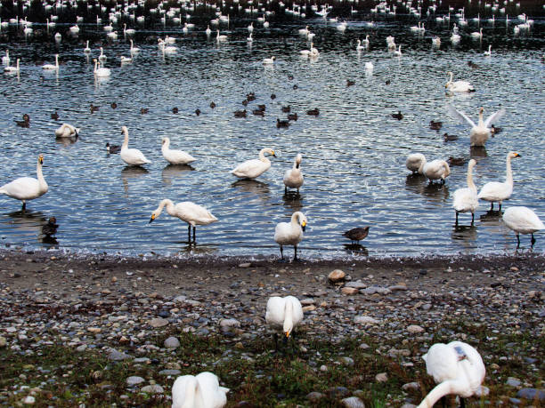 池と白鳥 - murakami ストックフォトと画像