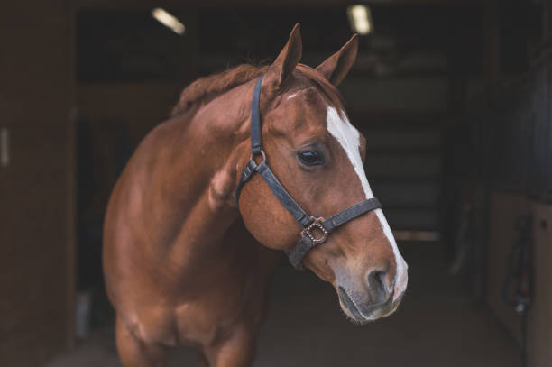 Beautiful horse in the country