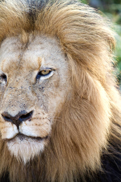 istock Mountain Lion in Kruger National Park 869829184