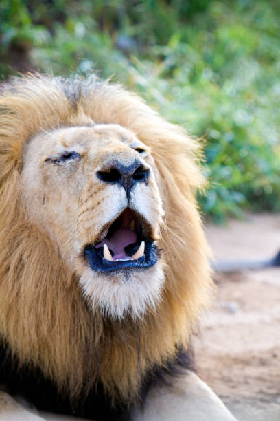 istock Lion in full growl 869829188