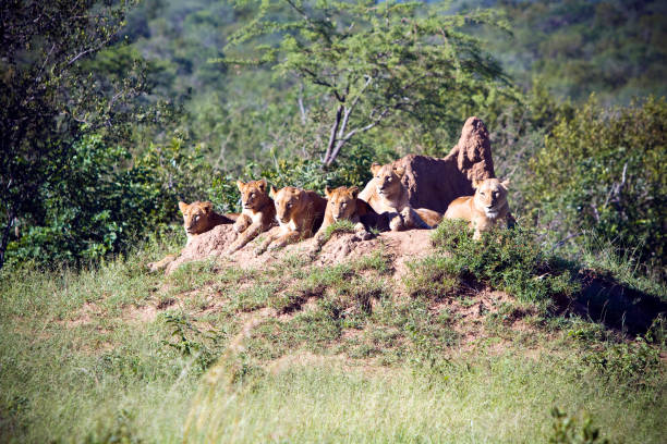 istock Cougars on the rock in Kruger National Park 869829260