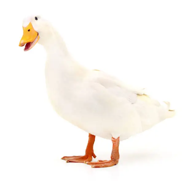 Photo of Duck on white.