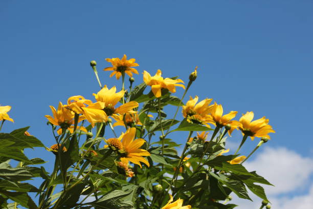 istock yellow flowers and sky blue 869830170