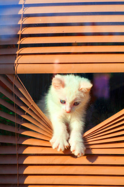 istock small white kitten in the blinds on the window 869830670