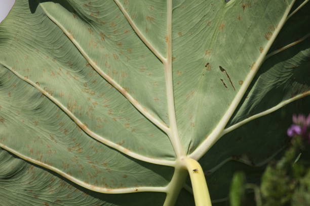 istock leaf green vegetable detail 869830960