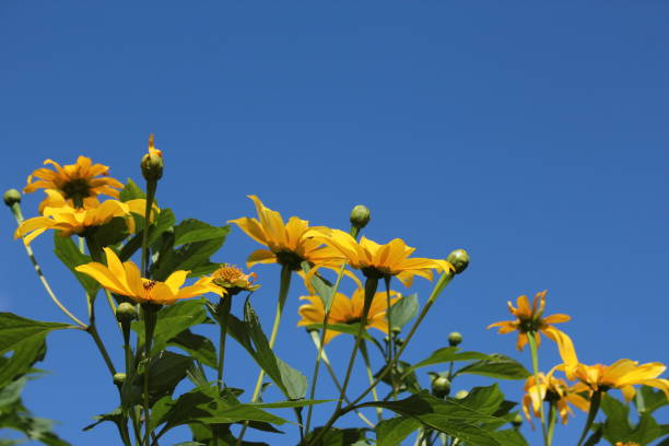 istock yellow flowers and sky blue 869831438