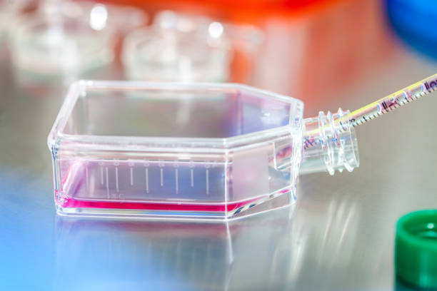 istock Cell culture flask under sterile hood 869831754