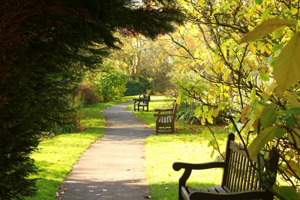 Empty wooden bench and footpath in the lush green garden