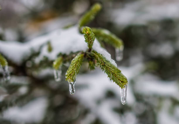 spruce tree in schnee - москва stock-fotos und bilder