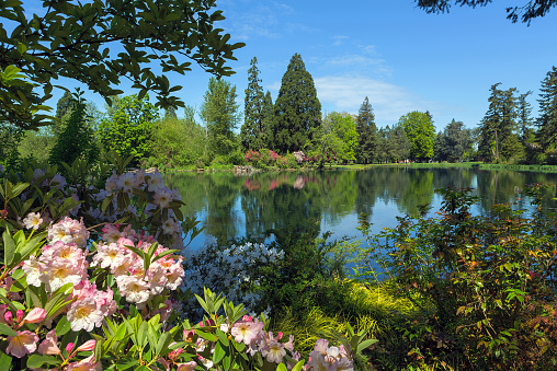 By the lake at Crystal Springs Rhododendron Garden in Portland Oregon on a beautiful sunny day United States