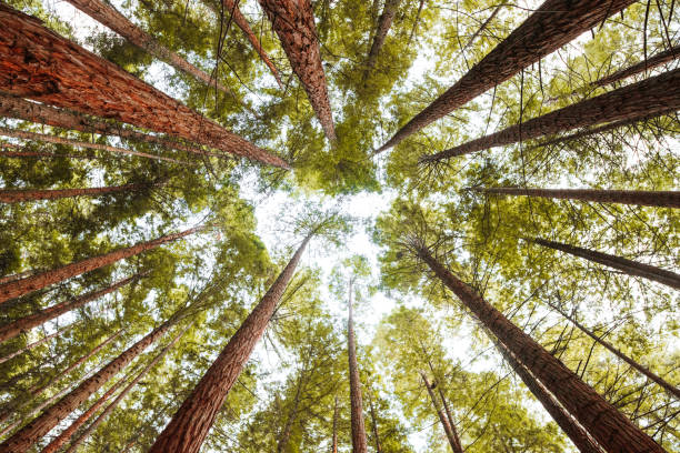 Redwood forest A directly above view of a redwood forest sequoia tree stock pictures, royalty-free photos & images
