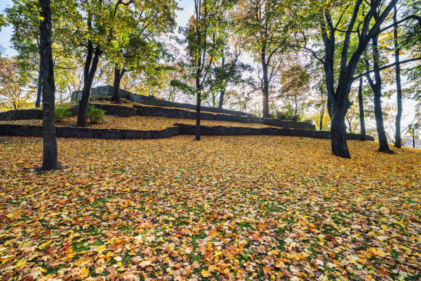 Yellow leaved trees in The  park of Riga next to a pond in the autumn.