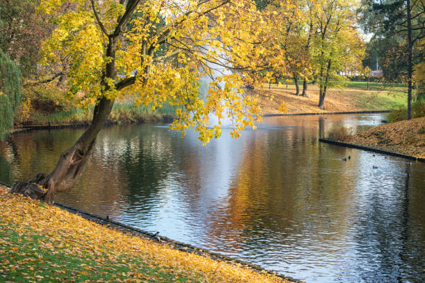 istock Yellow leaved trees in The Bastion hill park 869841156