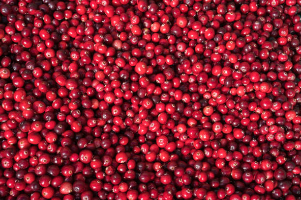Closeup of cranberries stock photo