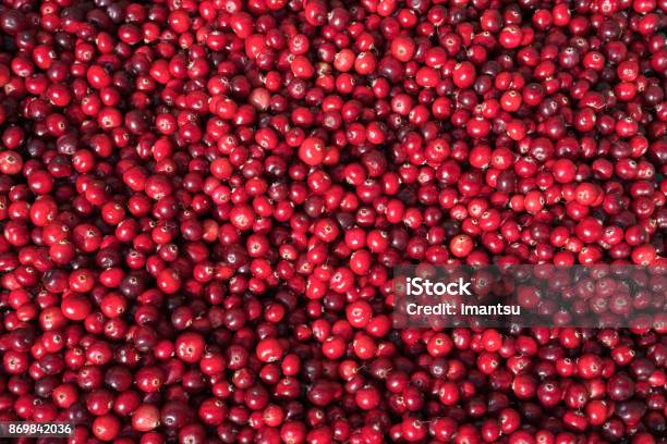 Closeup Of Cranberries Stock Photo - Download Image Now - Cranberry, Backgrounds, Berry