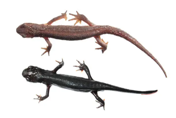 Two different species of newts isolated on white background. Common newt (Lissotriton vulgaris) and Japanese fire belly newt (Cynops pyrrhogaster)