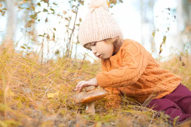 Child at the forest, discovering nature, touching mushroom. Kid at the forest concept, little mushroomer, fall day.