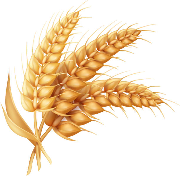 illustrazioni stock, clip art, cartoni animati e icone di tendenza di orecchio d'orzo con foglie realistiche isolate. icona del vettore di grano - wheat cereal plant oat crop