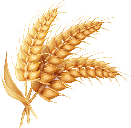 Barley ear with leaves realistic isolated. Wheat vector icon.