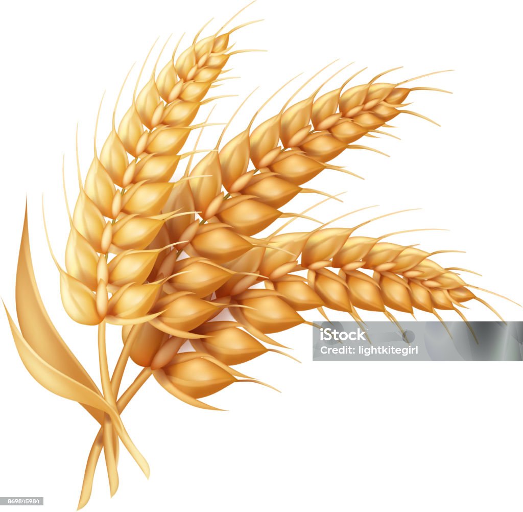 Barley ear with leaves realistic isolated. Wheat vector icon Barley ear with leaves realistic isolated. Wheat vector icon. Wheat stock vector