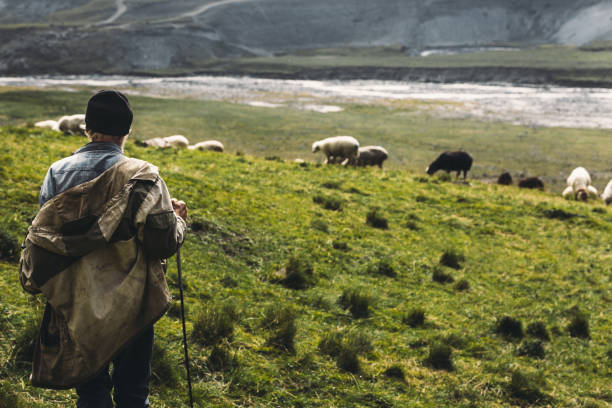 Shepherd With Sheep On The Field In Mountains, Rear View. Agriculture Concept