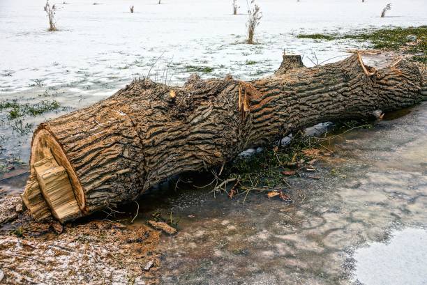 cut tree on ice lake - lumber industry cold day forest imagens e fotografias de stock