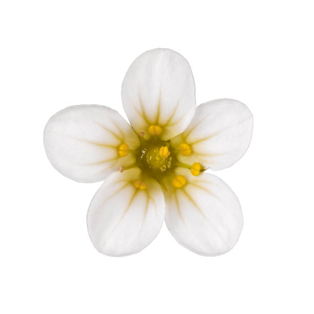 istock Flower bud blossoms Saxifraga hypnoides isolated on white background. 869851884