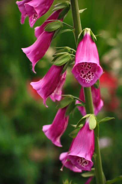 istock Close view of Digitalis purpurea flower 869852880