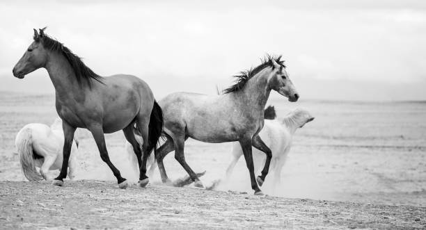 istock Close up image of a thorough horse in a pen 869855220