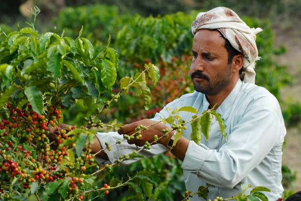 farmer raccoglie chicchi di caffè arabica nella piantagione di taizz, nello yemen. - yemen foto e immagini stock