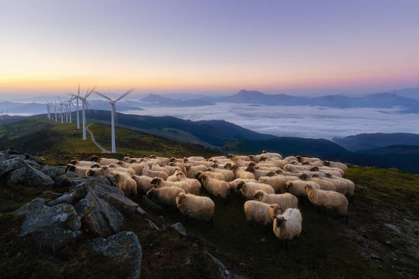 овец в горе ойз возле ветровых турбин - fog wind power energy fuel and power generation стоковые фото и изображения