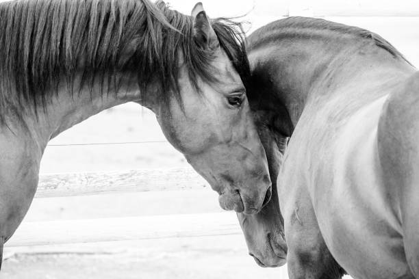 istock Close up image of a thorough horse in a pen 869855354