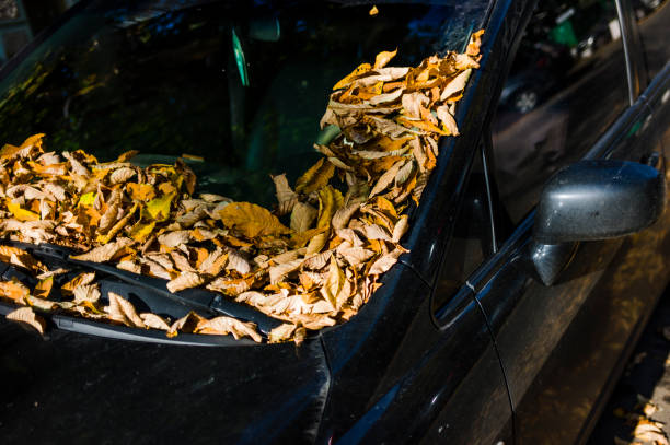 istock Windshield of a car collecting leafs in autumn. 869855704