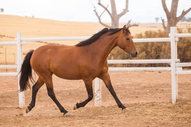 istock Close up image of a thorough horse in a pen 869856026