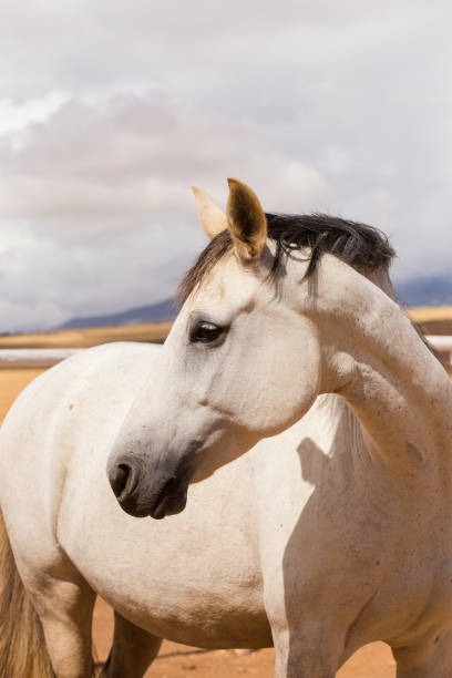 istock Close up image of a thorough horse in a pen 869856436