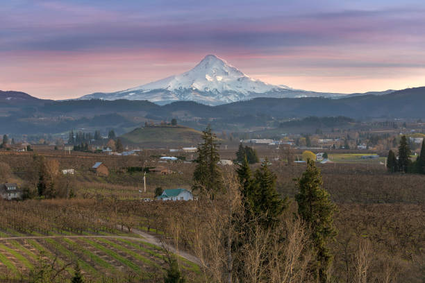 Mount Hood over Hood River Valley Fruit Orchard Farmland at Sunset USA Mount Hood over Hood River Valley Fruit Orchard Farmland during Sunset in Oregon United States America oregon barn farm mt hood stock pictures, royalty-free photos & images