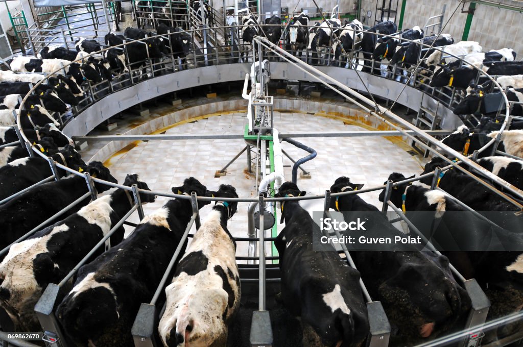 milking Domestic Cattle Stock Photo