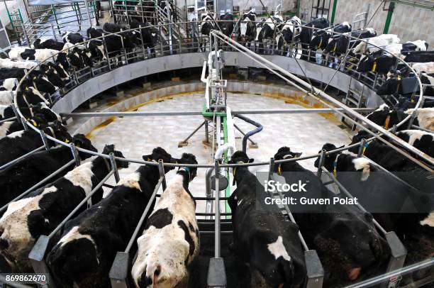 Milking Stock Photo - Download Image Now - Domestic Cattle, Cow, Milking