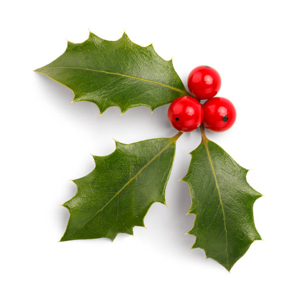 Christmas Holly Holly Leaves and Red Berries Isolated on White Background. twig stock pictures, royalty-free photos & images