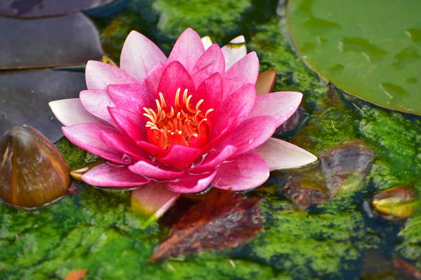 istock Red water lily lotus 869863410