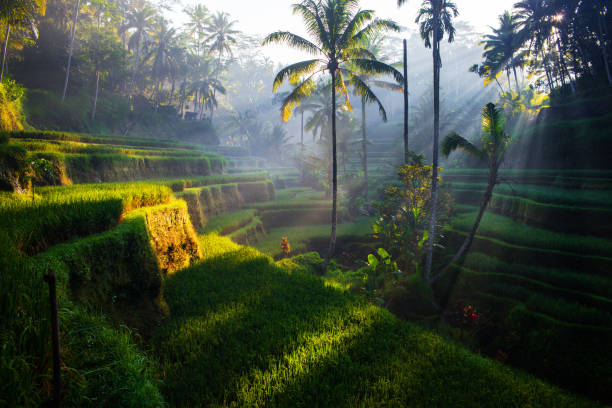 tegallalang rice terrassen bei sonnenaufgang - indonesien stock-fotos und bilder