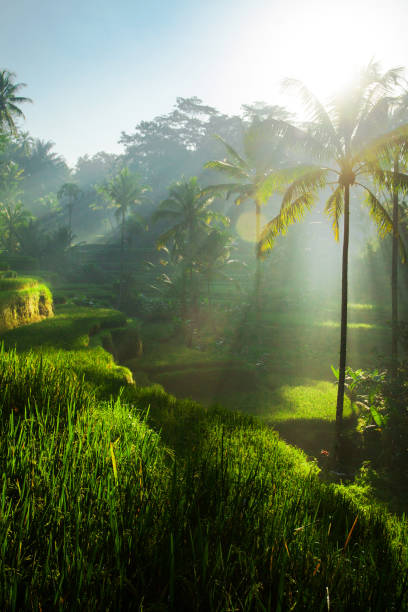 Tegallalang Rice terraces at sunrise
